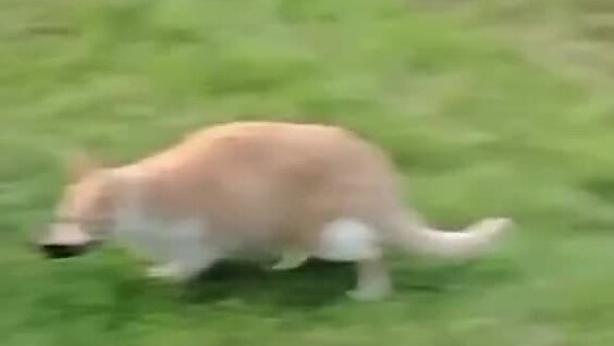 Пушистая банда провернула очередное дело
Пушистая банда провернула очередное дело