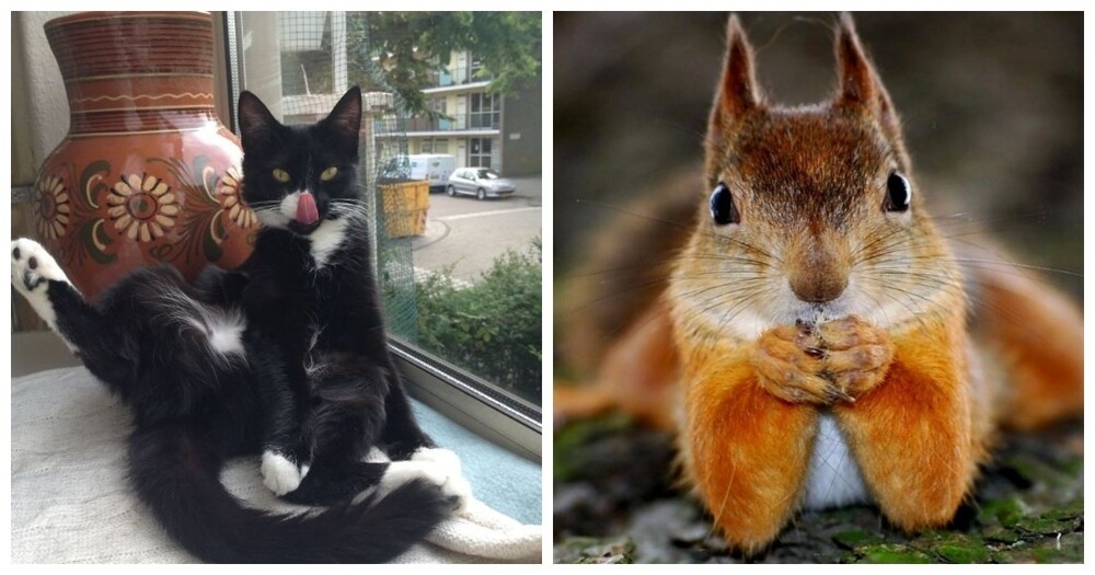 
        20&nbsp;животных, изяществу и&nbsp;грации которых позавидует любая модель    