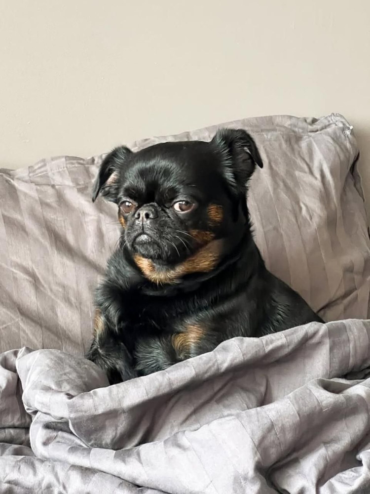 
        Пёс&nbsp;с&nbsp;постоянно хмурой мордочкой    