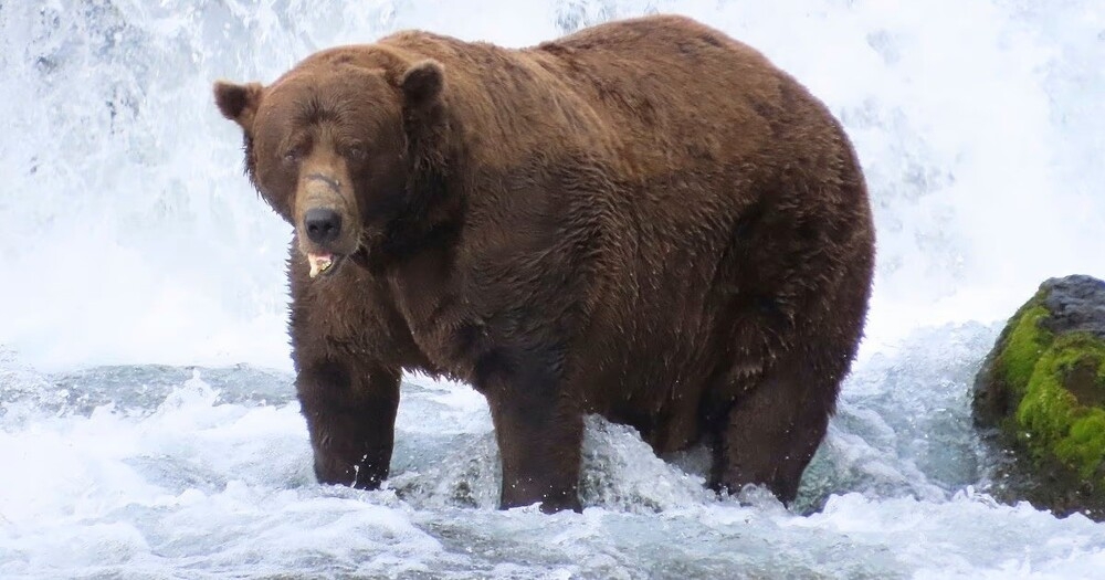Косолапый со сломанной челюстью признан самым упитанным медведем Аляски
Косолапый со сломанной челюстью признан самым упитанным медведем Аляски