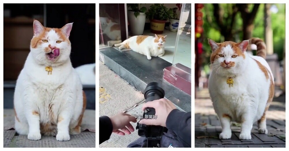 Парень устроил фотосессию уличному коту
Парень устроил фотосессию уличному коту