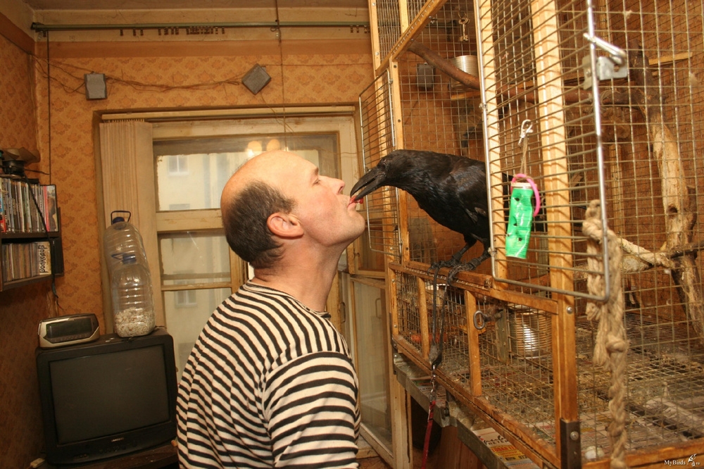 
        Причины, по&nbsp;которым не&nbsp;стоит заводить дома ворона    