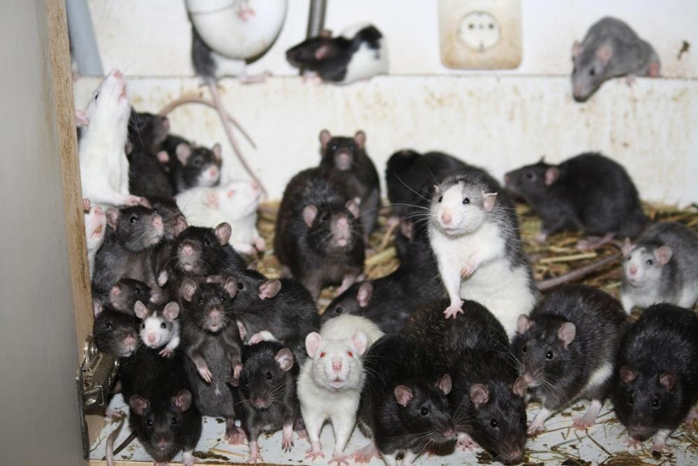 
        От&nbsp;переносчика чумы до&nbsp;любимого питомца: история одомашнивания крыс    