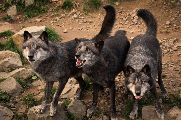 
        Чёрные волки: почему их&nbsp;нет&nbsp;и&nbsp;никогда не&nbsp;будет в&nbsp;России?    