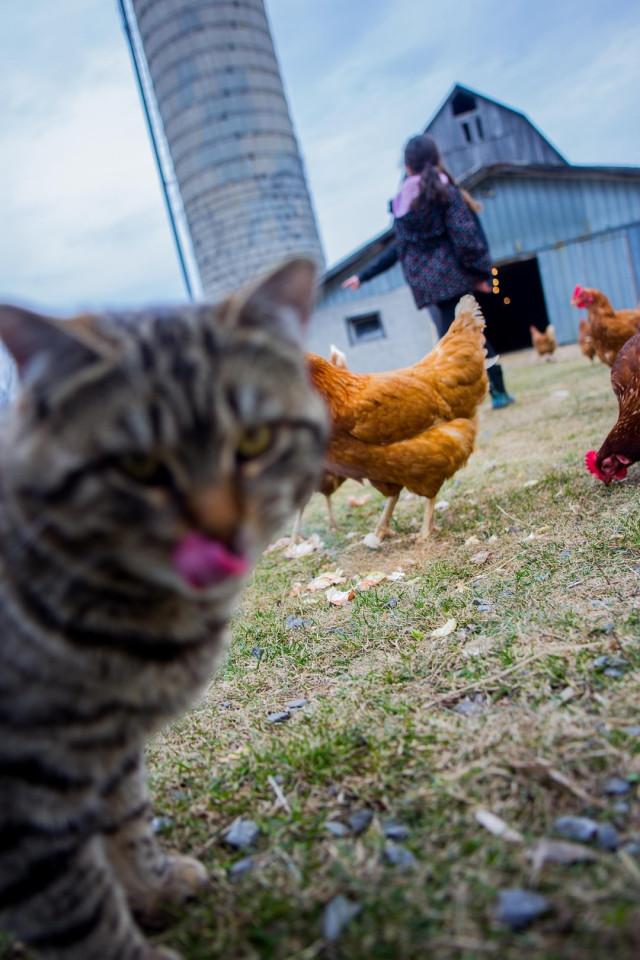 Смешные фотобомбы: пушистая версия Смешные фотобомбы: пушистая версия