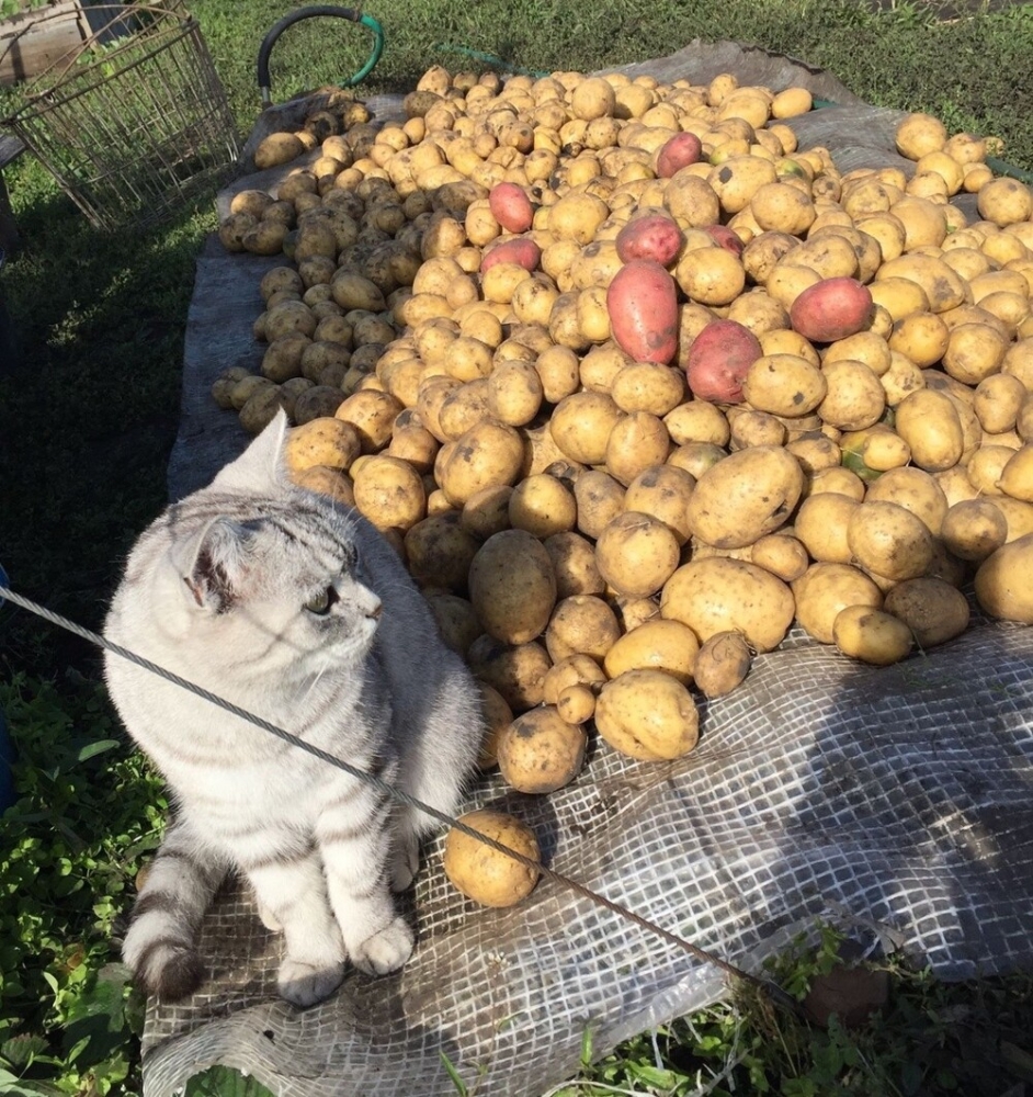 
        Кошка и&nbsp;картошка: 22&nbsp;милых снимка, демонстрирующих единство приятного и&nbsp;полезного    