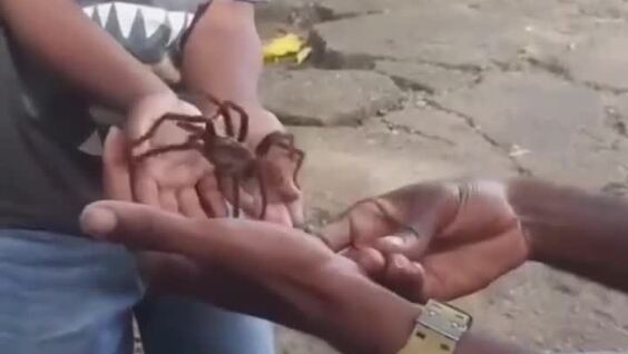 Неудачное знакомство с пауком
Неудачное знакомство с пауком