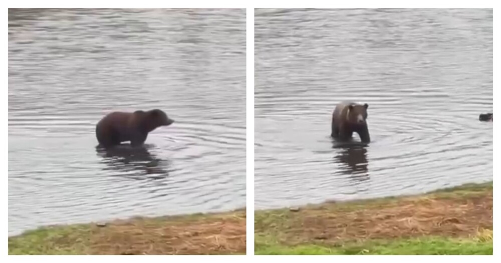 
        Рыбак уговаривает медведицу уступить место    
