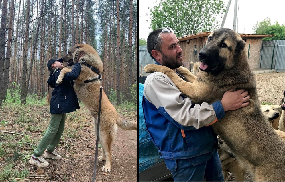 Гампр: армянский терминатор, одна из мощнейших в мире пород собак
Гампр: армянский терминатор, одна из мощнейших в мире пород собак