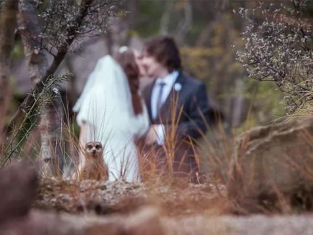 Свадебные фотобомбы: когда идеальные кадры идут не по плану Свадебные фотобомбы: когда идеальные кадры идут не по плану