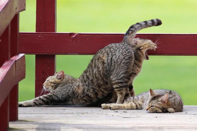 
        20 алогичных решений, которые способны принять только котики    