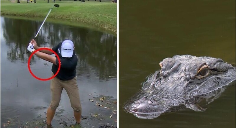 
        Аллигатор проследил за&nbsp;чистотой удара гольфиста    