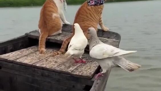 
        Китайский рыбак и&nbsp;его&nbsp;питомцы    