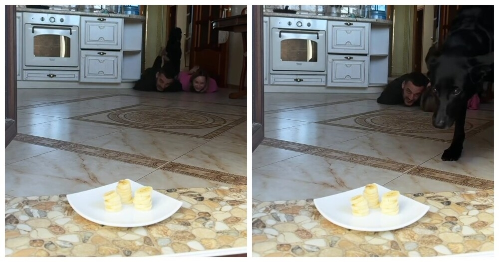 
        Собака перехитрила пару    