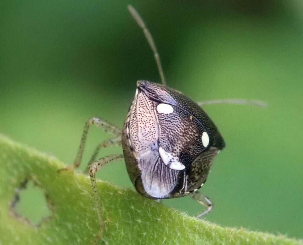 
        20&nbsp;фотографий, демонстрирующих таланты созданий природы в&nbsp;искусстве маскировки    