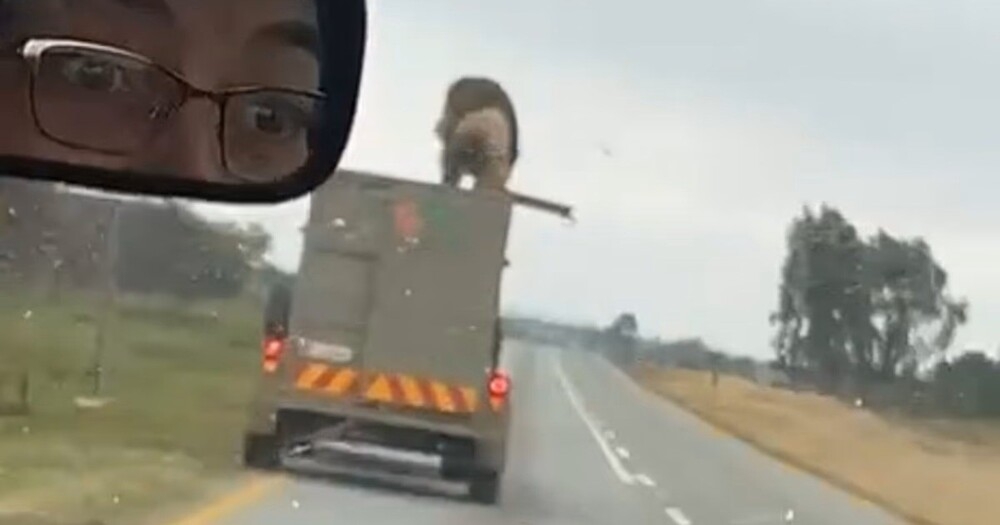 
        Лев&nbsp;проехался на&nbsp;крыше прицепа и&nbsp;сбежал    