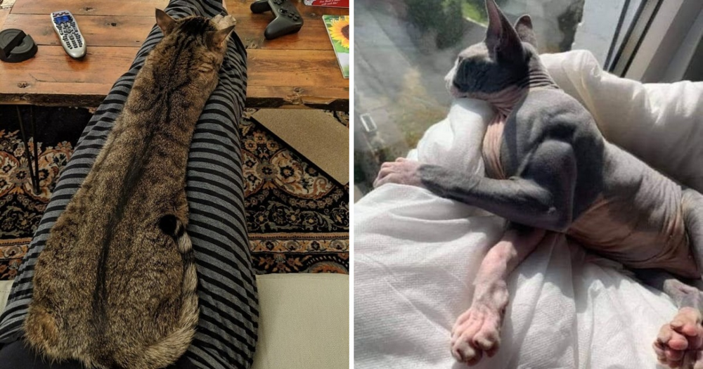 
        18&nbsp;котиков, которые благодаря своим размерам могут считаться сразу за&nbsp;двух питомцев    