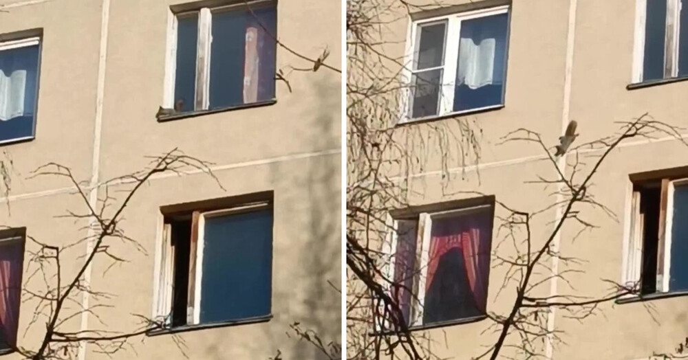 В Чертанове заметили белку, которая бегала по стене дома и заглядывала в окна
В Чертанове заметили белку, которая бегала по стене дома и заглядывала в окна