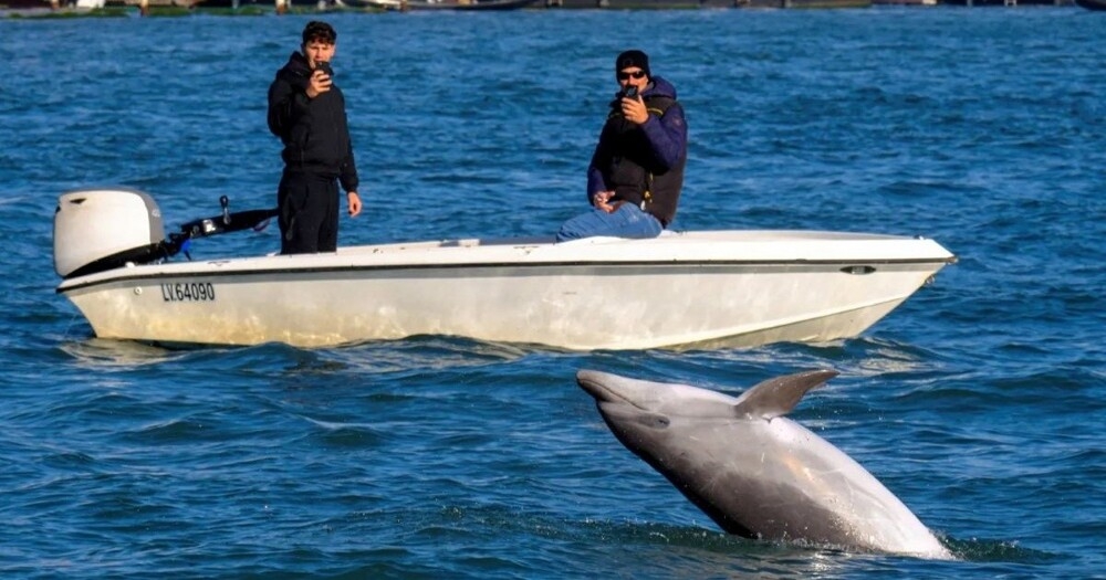 
        В&nbsp;Венеции появился игривый дельфин Миммо    