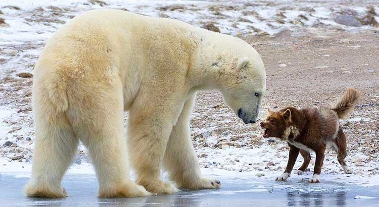 
        Какие породы собак победят волка или&nbsp;медведя?    