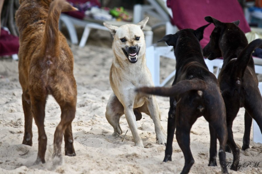 Чем отличается иерархия волков от собак?
Чем отличается иерархия волков от собак?