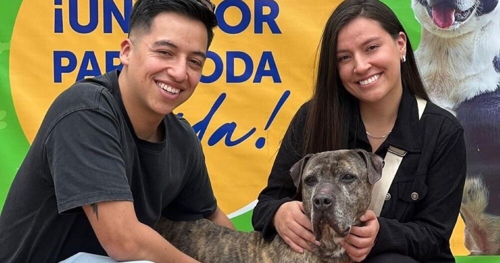 
        Пожилая собака обрела дом&nbsp;спустя шесть лет&nbsp;после того, как&nbsp;пережила нападение с&nbsp;мачете    