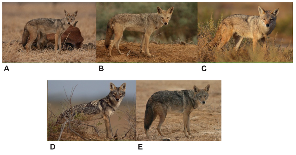 Золотистый волк: самый слабый и маленький хищник в мире
Золотистый волк: самый слабый и маленький хищник в мире