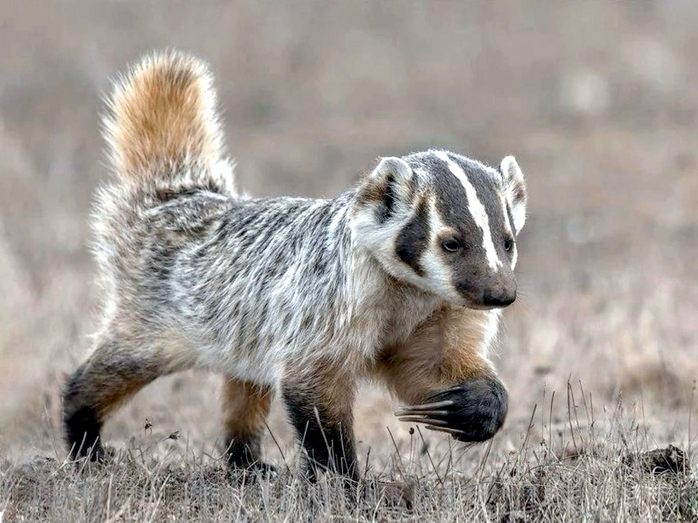 
        Американский барсук: неадекватный и&nbsp;злой    
