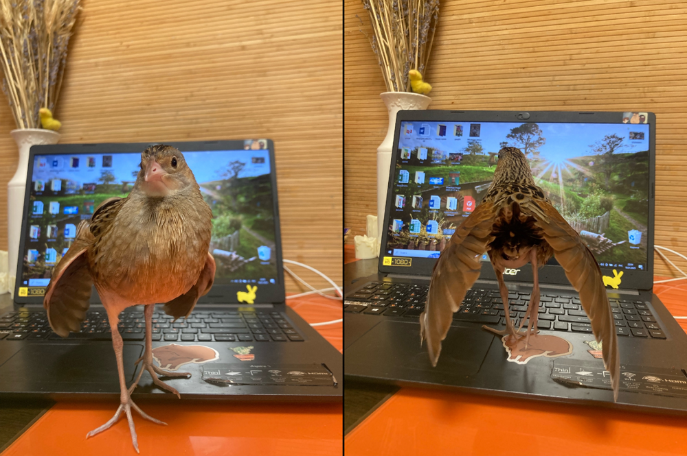 
        История о&nbsp;том, как&nbsp;птица пыталась соблазнить хозяйку    