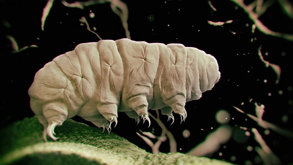 10 невероятных рекордсменов животного мира
10 невероятных рекордсменов животного мира