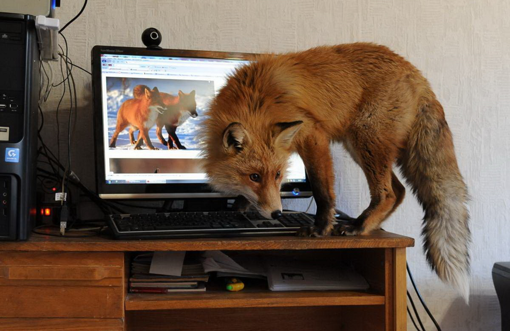 
        5&nbsp;причин не&nbsp;заводить лису: дыры в&nbsp;полу, руки в&nbsp;крови, вонища адская!    