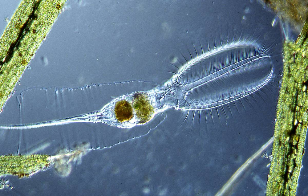 
        Коловратка: живёт в&nbsp;соседней луже и&nbsp;спит по&nbsp;25&nbsp;тысяч лет    