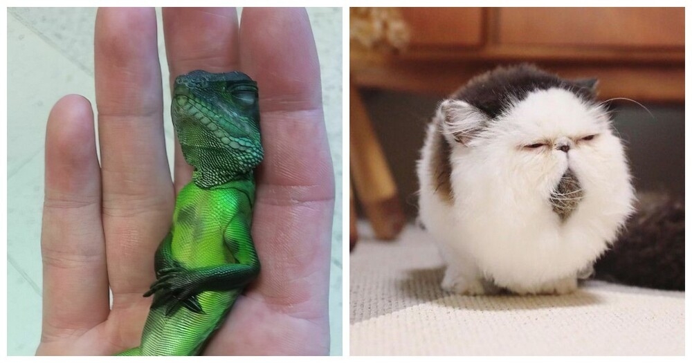 
        20&nbsp;одухотворённых мастеров дзена, которые знают о&nbsp;релаксе всё&nbsp;и&nbsp;даже немного больше    