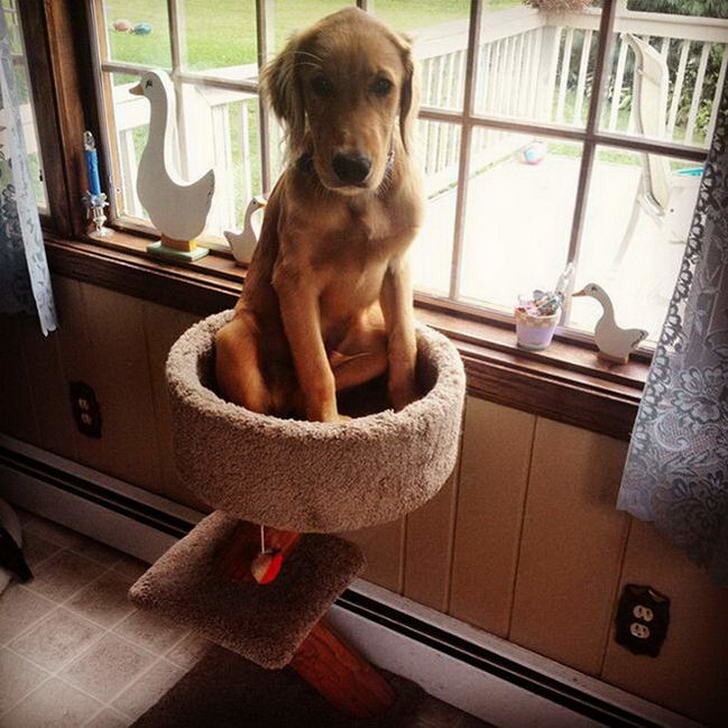 
        22&nbsp;очаровательных создания, которые способны с&nbsp;комфортом разместиться где&nbsp;угодно    