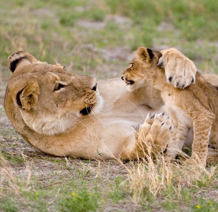 5 фактов, которые меняют представление о львах
5 фактов, которые меняют представление о львах