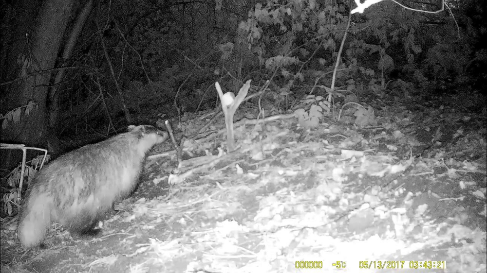 
        Барсук: обитает по&nbsp;всей России, но&nbsp;вы&nbsp;его&nbsp;не&nbsp;встретите    