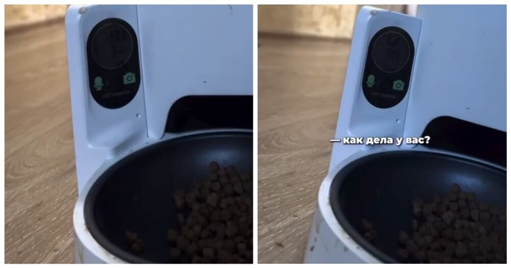 
        Мужчина дозвонился до&nbsp;своей жены через кошачью автокормушку    