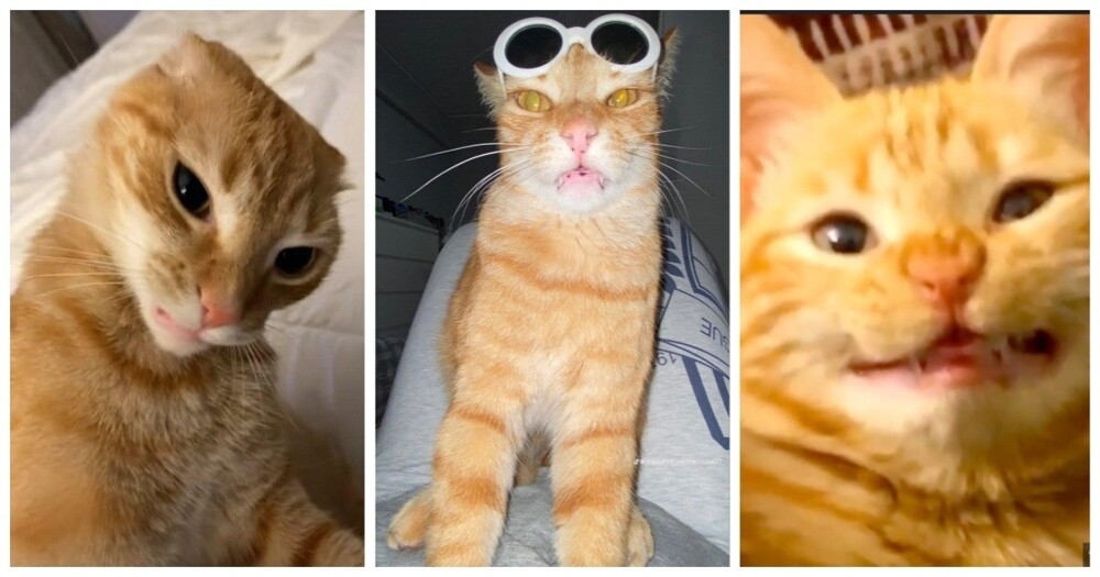 
        С&nbsp;рыжим котом не&nbsp;соскучишься    