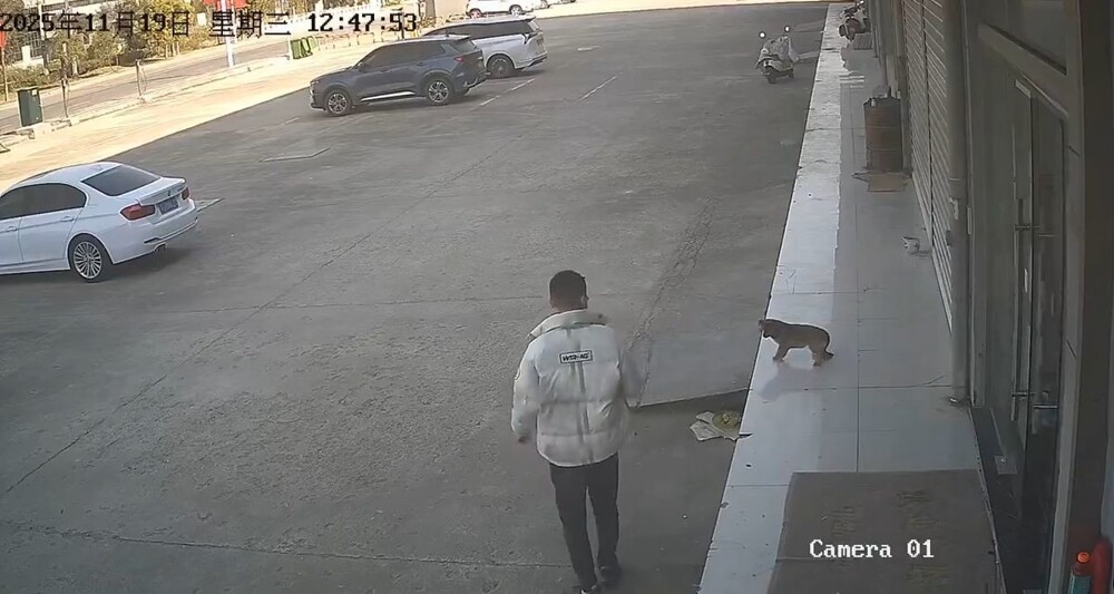 Парень пожалел, что решил обидеть собаку
Парень пожалел, что решил обидеть собаку