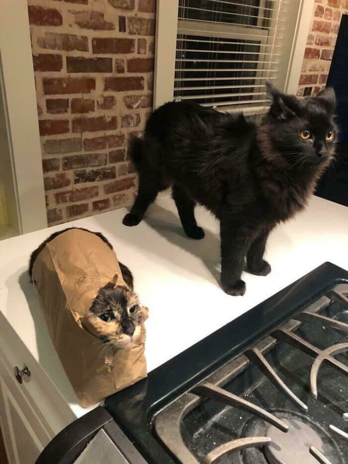 30 забавных снимков животных, попавших в затруднительные ситуации
30 забавных снимков животных, попавших в затруднительные ситуации