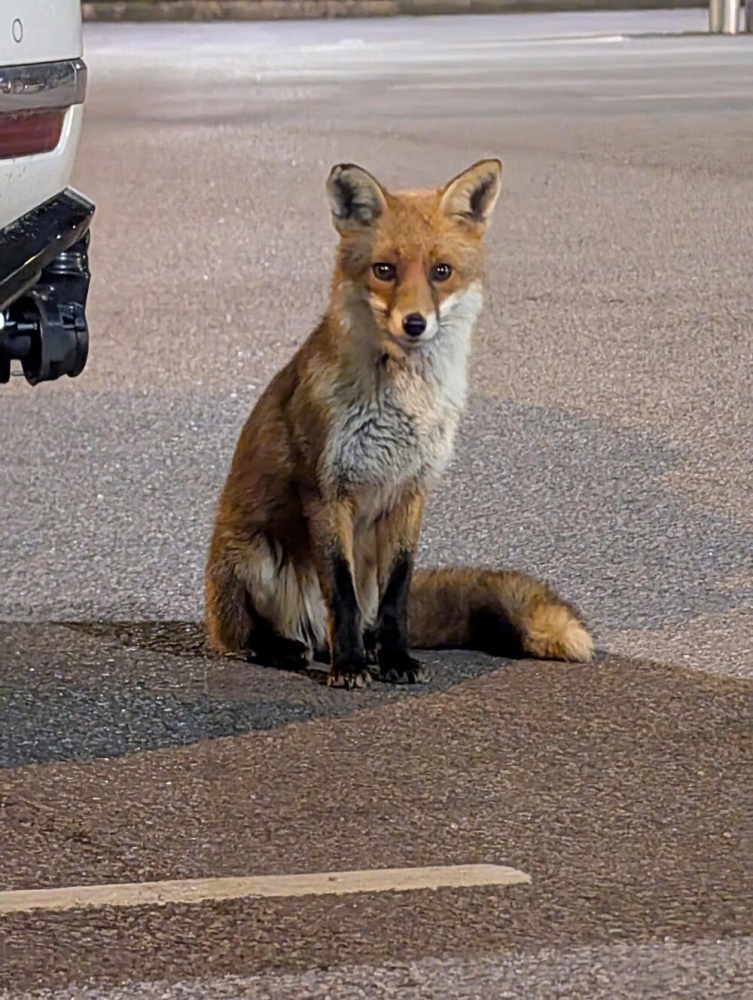 30 снимков животных для хорошего настроения
30 снимков животных для хорошего настроения