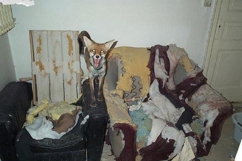 
        5&nbsp;причин не&nbsp;заводить лису: дыры в&nbsp;полу, руки в&nbsp;крови, вонища адская!    