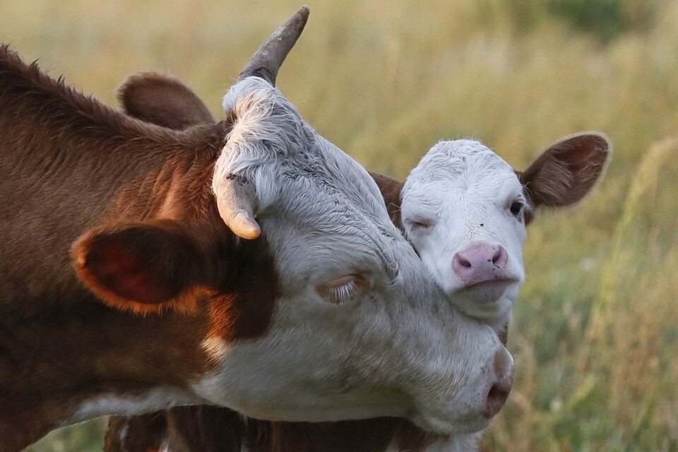 
        18&nbsp;трогательных моментов из&nbsp;жизни семейств диких зверей и&nbsp;домашних животных    