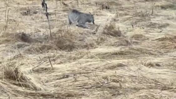 
        Рысь перекусила во&nbsp;время прогулки    