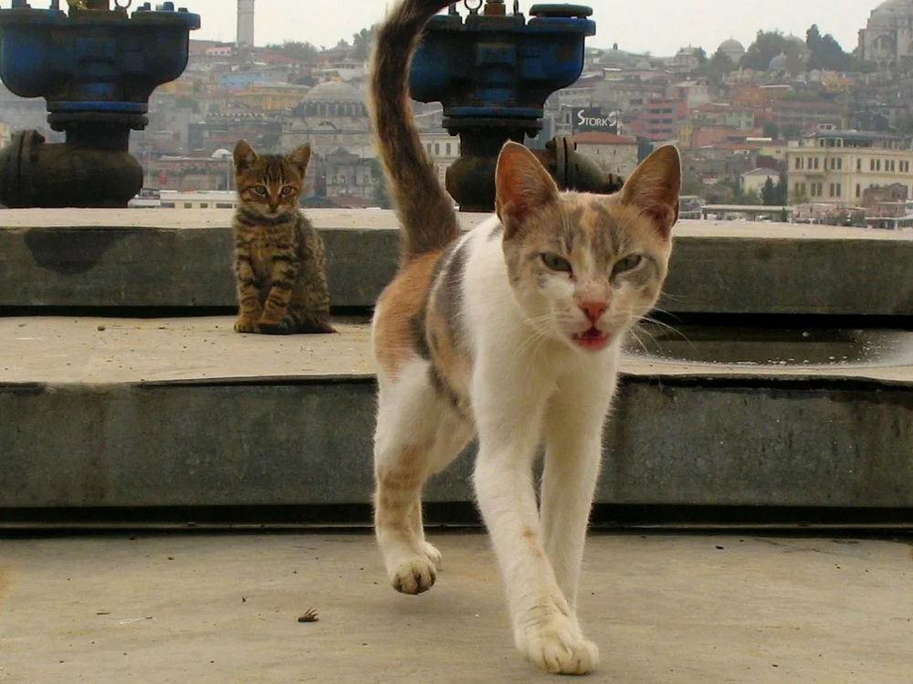 Турецкий тренд – алименты на котов
Турецкий тренд – алименты на котов