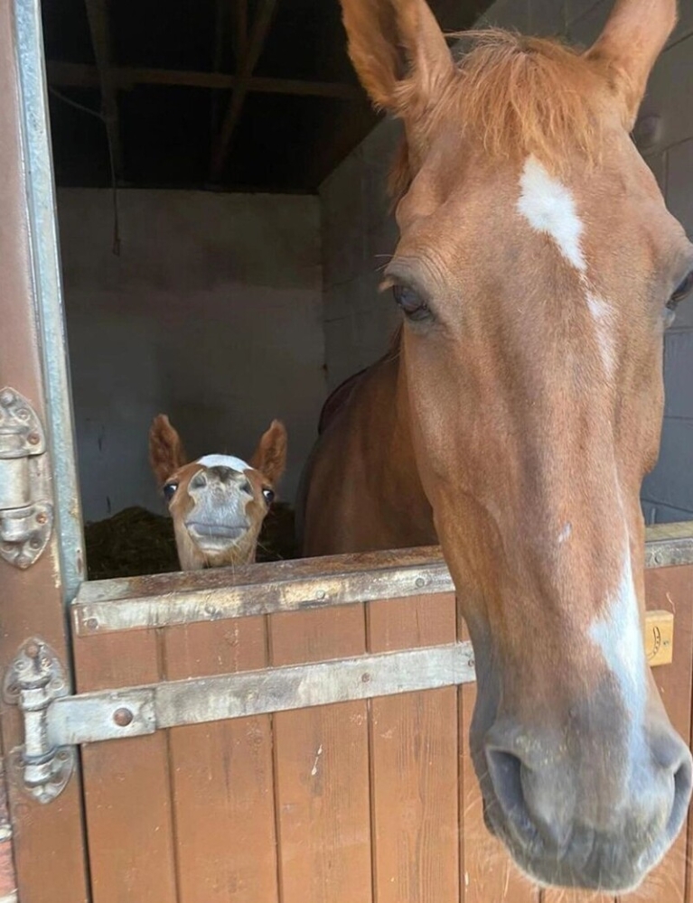 
        18&nbsp;трогательных моментов из&nbsp;жизни семейств диких зверей и&nbsp;домашних животных    