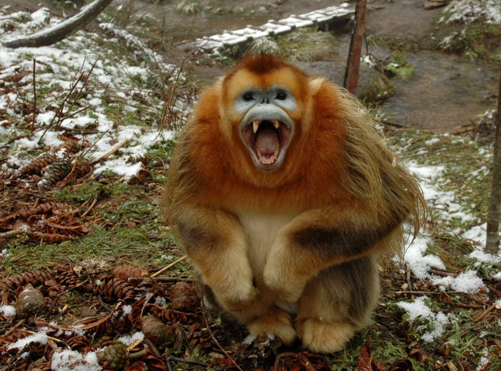 Курносая обезьяна: лишилась носа и «посинела» от холода
Курносая обезьяна: лишилась носа и «посинела» от холода