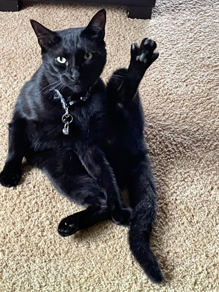 
        30&nbsp;кошачьих поз, которые смешнее любого мема    