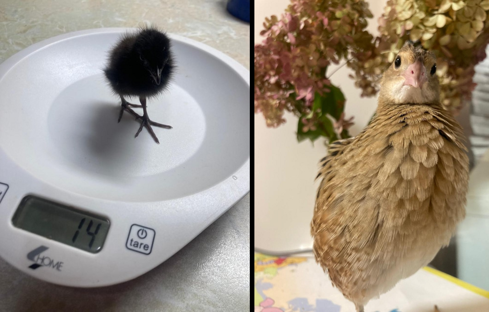 
        История о&nbsp;том, как&nbsp;птица пыталась соблазнить хозяйку    