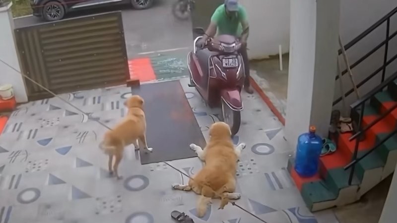 
        Пёс&nbsp;притворился, что&nbsp;у&nbsp;него болит лапа, чтобы хозяин его&nbsp;погладил    